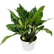 Aglaonema Chinese Evergreen Maria 6' Pot Rare Variegated Leaves - $1,052.52 MXN