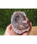Platyclymenia Ammonite from Devonian period Fossils from Morocco  N31 - $908.93 MXN