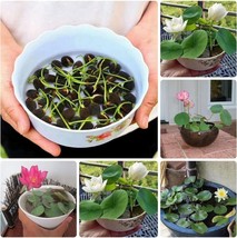 ArfanJaya 10pcs Pre-Sprouted Mixed Color Bonsai Bowl Lotus Ideal Indoor and Outd - £15.34 GBP