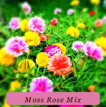 Moss Rose Double Flower Easy Grow Mix Seeds Open Pollinated Heirloom Seeds - $53.15 MXN