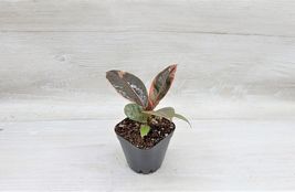 3&quot; Pot Ficus Elastica Tineke Ruby, Ficus pink Belize live houseplant - £17.28 GBP