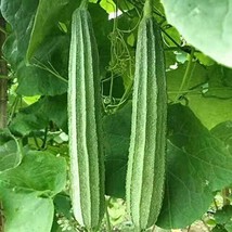 15+Ridged Sponge Gourd Seeds Chinese Okra Angled Luffa Gourd Big Flesh Sigua Fro - £8.85 GBP