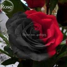 Black Red Rose Shrub Flowers 50 Seeds Strange And Seeds E3644 Garden Beautiful U - £9.60 GBP