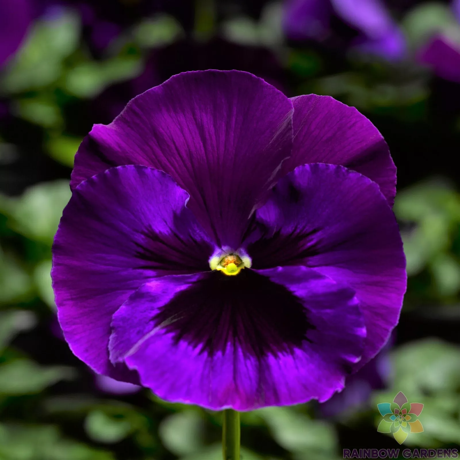 200 Delta Neon Violet Pansy Viola Seeds Fresh Seeds - $9.86