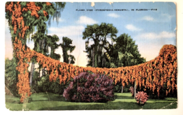 Flame Vine (Pyrostegia-venusta) in Florida 1940s Linen PC Vibrant Orange Flower - £2.35 GBP