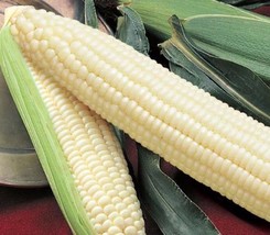 Silver Queen Corn Seed, USA Grown, Treated Seed, NON GMO, 440-880 Seeds - £23.57 GBP
