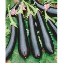 BPA 100 Long Purple Eggplant Seeds  Non Gmo Free From US From US - £7.18 GBP