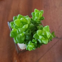 Succulent in Glass Candle Holder, Haworthia Obtusa in Upcycled Planter image 7
