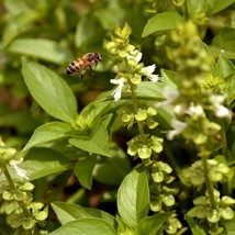 Lime Basil Seeds Ocimum Americanum B97 Gardening USA SHIPPING - £4.61 GBP