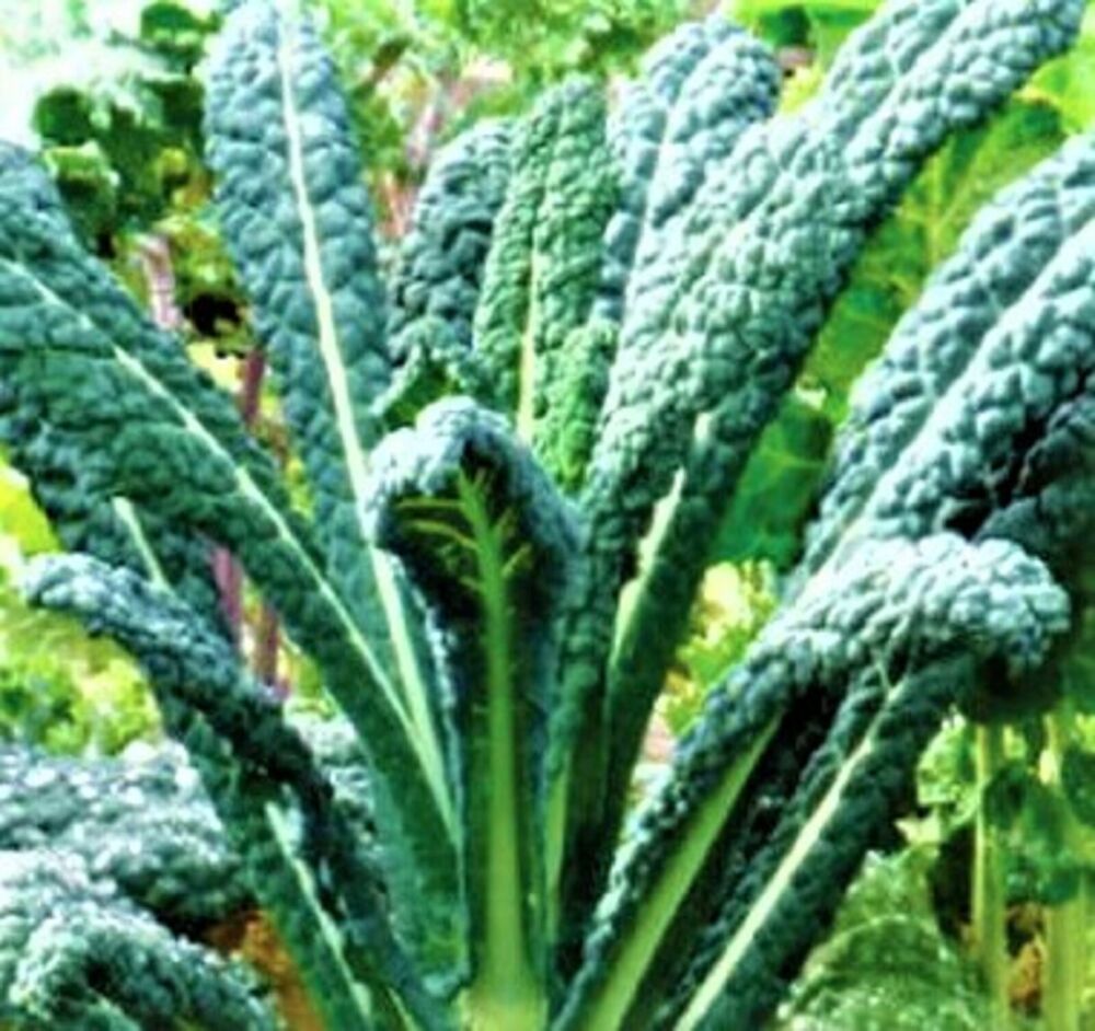BStore Lacinato Kale Seeds 190 Seeds Non-Gmo - $7.59