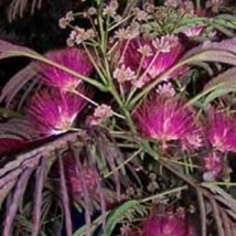 5 Albizia Summer Chocolate Purple Mimosa Tree Seeds For Planting   - £14.57 GBP