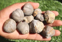  Fossil Collection: 4 Fossilized Sea Urchins and 6 Authentic Brachiopods... - $24.75