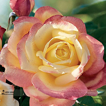 Hot Sale 1 Professional 50 Seeds New Bella Roma Rose Bush Seeds #A00210 - $6.99