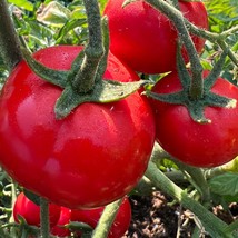 Oregon Spring Tomato Organic Usa Seller Garden - £3.40 GBP