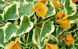 starter/plug Plant Well Rooted Delta Dawn Variegated Bougainvillea - $35.98