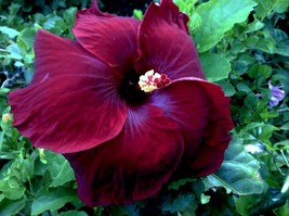 USA SELLER Madagascar Hibiscus Moscheutos Hibiscus Starter Seeds Rose Of... - $12.69