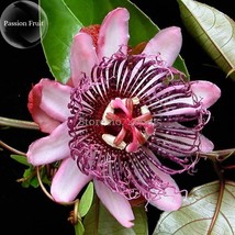 Passiflora Ambigua Mountain Granadilla Flowers 20 Seeds Red Flowers E3886 Garden - £9.48 GBP