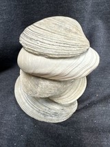 Lot Of 6 Fossilised Clam Shell Decor Display Seashell Beach Accent Nauti... - $14.85