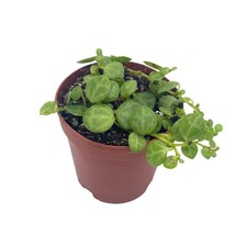 String of Turtles Peperomia Prostrata, Vining Plant, Live Tiny Mini Pixie Plant, - £10.22 GBP