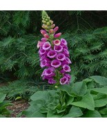 SEPTH 3 Purple Candy Digitalis Dalmatian Foxglove Plants. Live Plants - $10.18 CAD