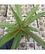 Mangave Macho Mocha Large Cactus Cacti Succulent Live Plant in 1 Gal - $1,351.23 MXN