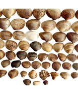 Sea Shells Maine Coast Lot Of 63 Wells Beach Bar Harbor Color/Type Varie... - £29.62 GBP