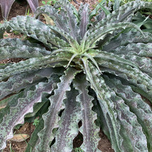 VP &quot;Dreadlocks&quot; Mangave Starter Plant Agave/Manfreda Hybrid Amazing Twisted Leav - £17.14 GBP