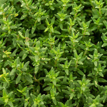 1000 Thyme Common Thymus Vulgaris Herb Seeds Garden - $5.98