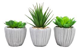 Set Of 3 Realistic Artificial Botanica Fern Succulents Plant In Grey Cem... - $660.20 MXN