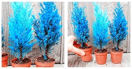 100 Pcs Italian Blue Cypress Tree Indoor Outdoor Desk Ornamental Plants - $21.98