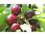 10+ Hertford Cherry Seeds – Sweet Heirloom Cherry Tree Variety - $16.50