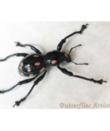 Real Polka Dot Weevil Beetle Pachyrrhynchus Smaragdinus Entomology Shado... - $1,197.66 MXN
