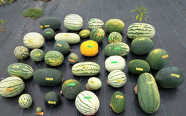 KKG 10 Dwarf Solo Papaya Tree Seeds Fresh Garden - $166.87 MXN