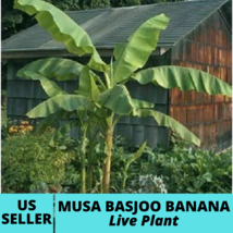 1Pcs Musa Basjoo Banana Fruit Live Plant - £37.84 GBP