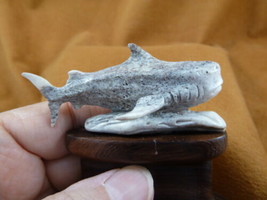 Shark-16 small Great White Shark display of shed antler figurine Bali carving - £40.48 GBP