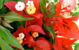 Bougainvillea rooted FLAME Starter Plant - £20.77 GBP