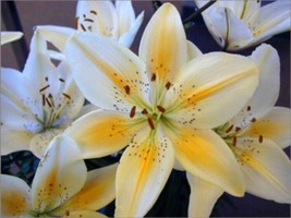 USA-Seller 50pcs Lily Plant Seeds Potted Bonsai Lilium Flower Perfume Plant - £6.41 GBP