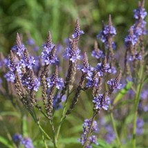 Blue Vervain Seeds Verbena Hastata 200 Seeds Gardening USA SELLER - $17.94