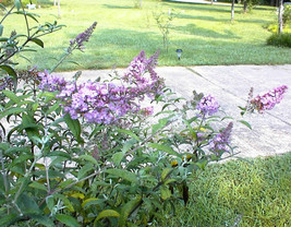 Pink Delight Butterfly Bush 100 Seeds  - £6.92 GBP