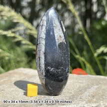 Polished Orthoceras Fossil, Genuine Devonian Morocco Specimen, Certificated - $10.19