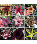 Goodidea BELLFARM Stapelia Pulchella Seeds Mixed 9 Colors Cactus Succulent - $5.95