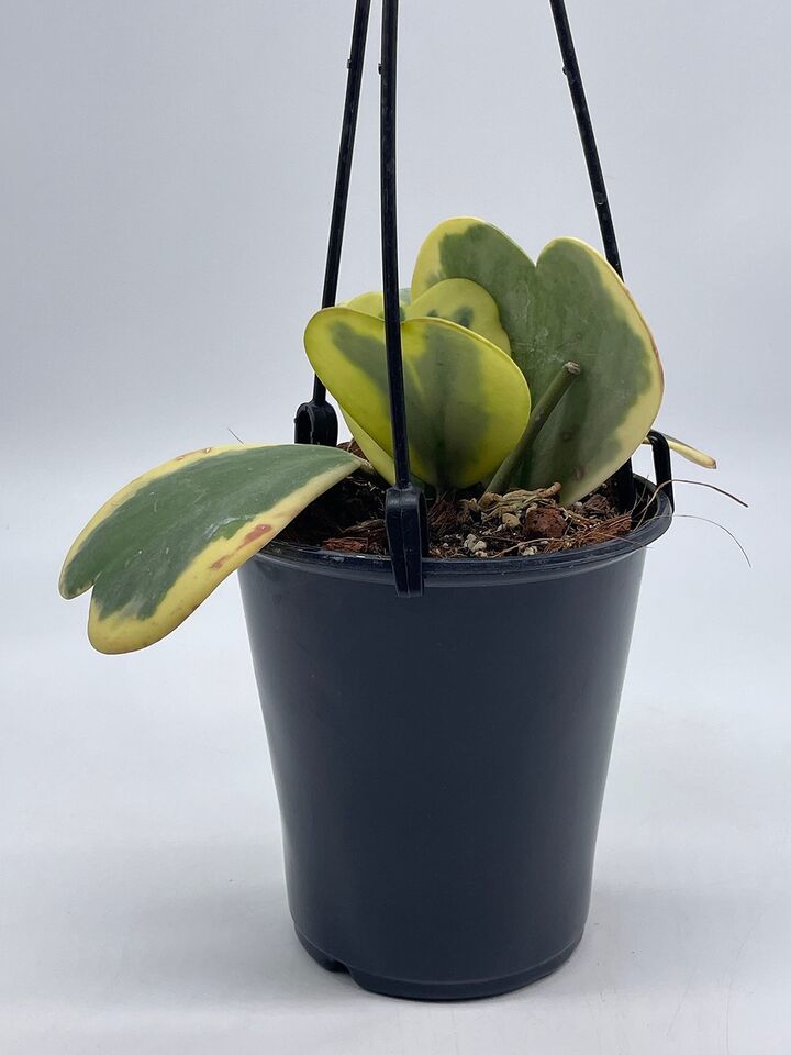 Variegated Hoya Kerrii Heart On The Vine, at Least 6 Hearts, Sweetheart Plant Item image 7