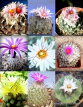 Flowering Turbinicarpus Mix Exotic Miniature Cacti Rare Cactus Seed 20 Seeds - £7.07 GBP