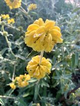 Shrubby Jerusalem Sage, 50 seeds 2023 Phlomis Fruticosa  - £10.75 GBP