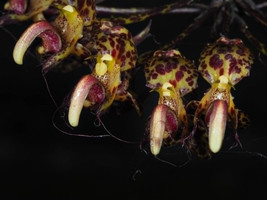 Bulbophyllum CORNU-OVIS Small Orchid Mounted - £34.18 GBP