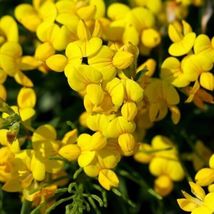 300+ Seeds Bird&#39;s Foot Trefoil Lotus Corniculatus Flower PERENNIAL - £9.61 GBP