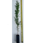 Bald Cypress Tree (Taxodium distichum) 25" - 32" Tall - $35.59