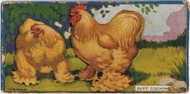 Cowan Co Toronto Card Buff Cochins Chicken Series - £8.09 GBP