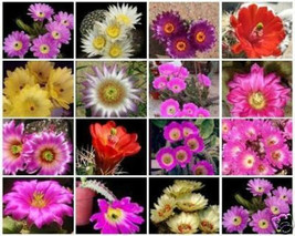 Echinocereus variety mix exotic flowering cacti color rare cactus seed 100 SEEDS - £11.18 GBP