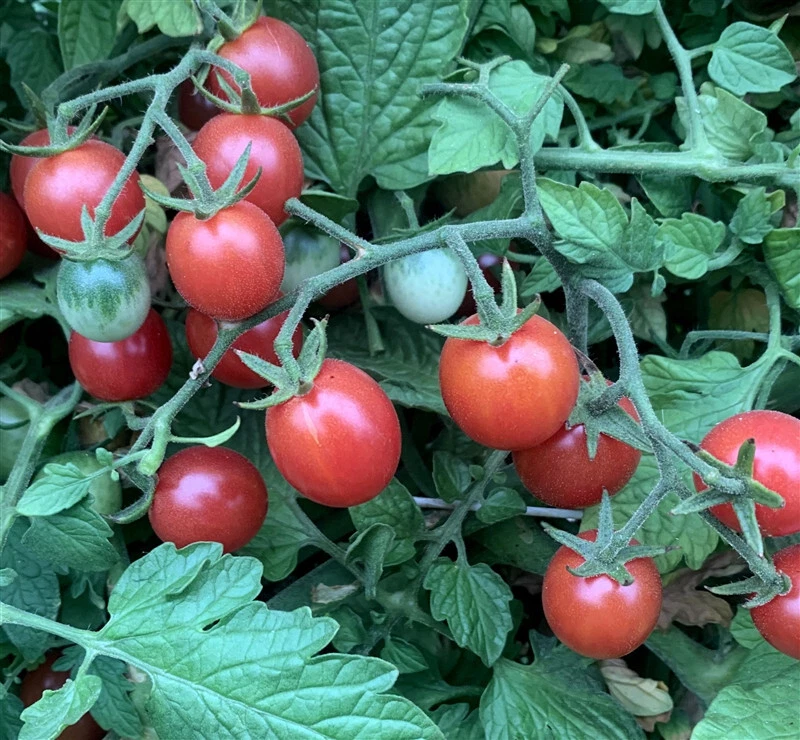 50 Seeds Fruity Cherry Tomato Juicy Tomatoe Vegetable Garden Edible Food - $5.18